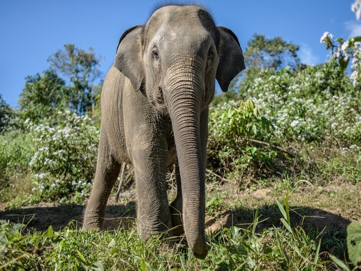 Viral Video: Elephant Unable To Jump Over A Slope Overcomes The Obstacle In A Really Cute Way WATCH | Elephants Unable To Jump Overcome Obstacle In A Really Cute Way