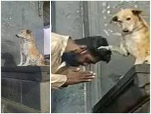 WATCH | Viral Video Of A Dog 'Blessing' Devotees At Siddhivinayak Temple
