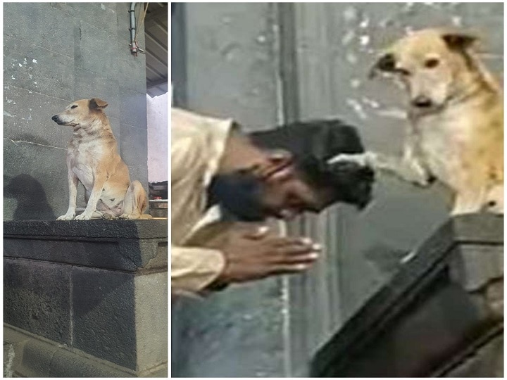 Video Of A Dog Blessing Devotees At Siddhivinayak Temple Goes Viral; Garners View In Millions WATCH | Viral Video Of A Dog 'Blessing' Devotees At Siddhivinayak Temple