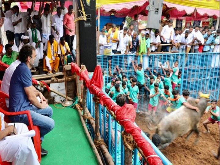 Jallikattu: Rahul Gandhi’s Madurai Visit Leads Congress U-Turn On Bull-Taming Event; BJP Cries ‘Double Standards’ Jallikattu: Rahul Gandhi’s Madurai Visit Leads Congress U-Turn On Bull-Taming Event; BJP Cries ‘Double Standards’