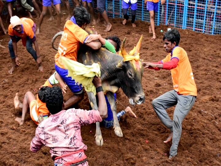 Madurai: Participants try to tame a bull during Avaniyapuram Jallikattu as the part of Pongal festival celebration, in Madurai, Thursday, Jan. 14, 2021. (PTI Photo/R Senthil Kumar)