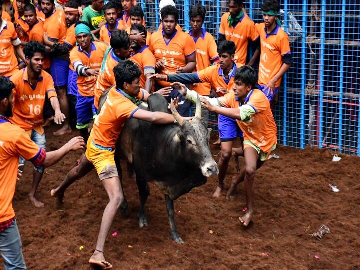 Madurai: Participants try to tame a bull during Avaniyapuram Jallikattu as the part of Pongal festival celebration, in Madurai, Thursday, Jan. 14, 2021. (PTI Photo/R Senthil Kumar)
