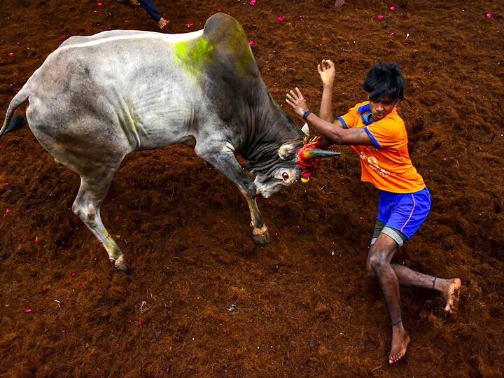 Pongal festival celebration, in Madurai, Thursday, Jan. 14, 2021. (PTI Photo)