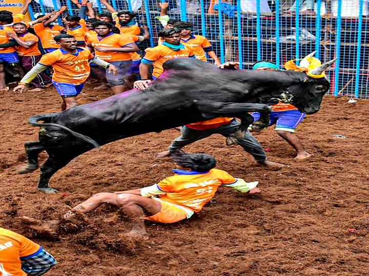 Madurai: Participants try to tame a bull during Avaniyapuram Jallikattu as the part of Pongal festival celebration, in Madurai, Thursday, Jan. 14, 2021. (PTI Photo)