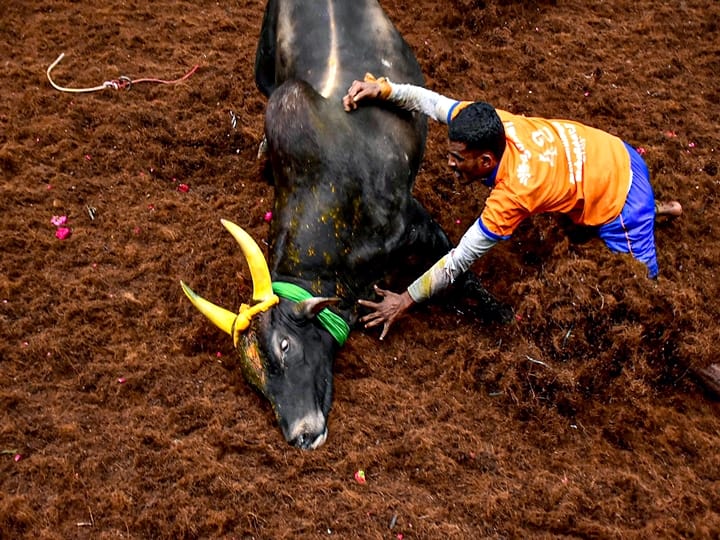 Madurai: A participant tries to tame a bull during Avaniyapuram Jallikattu as the part of Pongal festival celebration, in Madurai, Thursday, Jan. 14, 2021. (PTI Photo)