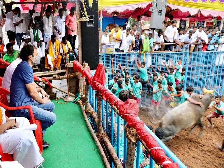 Madurai: Congress leader Rahul Gandhi as the guest in a 'Jallikattu'  event at Avaniyapuram, Madurai on Thursday, Jan. 14. 2021. (PTI Photo)  