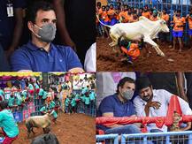 IN PICS: Forgetting Congress' Previous Stand, Rahul Gandhi Attends Jallikattu Event In Tamil Nadu