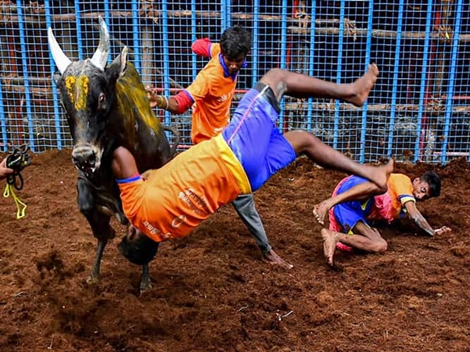 Chennai: Participants try to tame a bull during Avaniyapuram Jallikattu as the part of Pongal festival celebration, in Chennai, Thursday, Jan. 14, 2021. (PTI Photo)(PTI01_14_2021_000030B)
