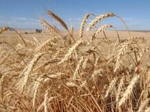 भारत मंगा सकता है विदेश से 20 लाख टन गेहूं