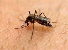 सावधान! सिंगापुर में तेजी से फैल रहा जीका, भारतीय भी जीका से संक्रमित