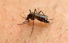 गर्भ में पल रहे बच्चे के लिए बेहद खतरनाक है जीका वायरस