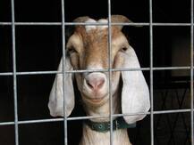 यूपी के हमीरपुर में बकरी से रेप, आरोपी युवक के खिलाफ FIR दर्ज