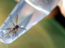 Alert: भारत में 1.2 अरब लोगों पर है जीका का खतरा!