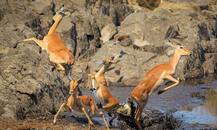 प्यास बुझाती हिरणों को पड़े जान के लाले! 