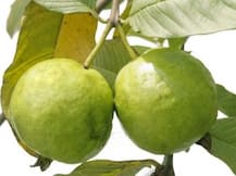 हेल्दी और फिट रहना है तो रोजाना खाएं अमरूद