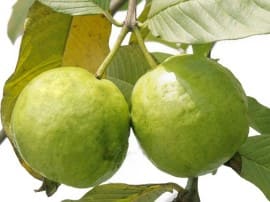 Healthy Reasons To Eat Guavas Daily हेल्दी और फिट रहना है तो रोजाना खाएं अमरूद