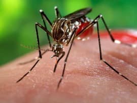Zika Vs Dengue डेंगू के भ्रम में जीका मामलों को कम आंका जा रहा है!