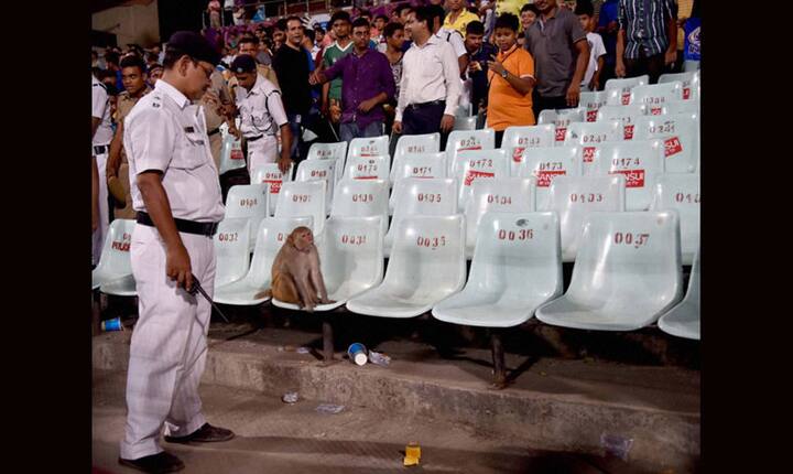 ऐसे सेलिब्रिटीज़ और दर्शकों की भारी भीड़ के बीच मैदान में मौजूद पुलिस वालों ने बंदर को भगाने की कोशिश तो की लेकिन वो जाने को तैयार नहीं था.