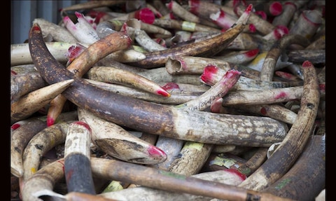 मलेशिया ने नष्ट किया 10,000 किलो जब्त हाथी दांत