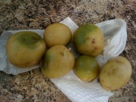 Why You Shouldnt Eat Potatoes When They Look Like This गलती से भी ना खाएं हरे आलू, जानिए क्या हो सकते हैं नुकसान!