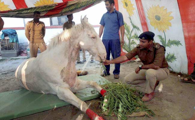 shaktiman-horse_650x400_51461223346