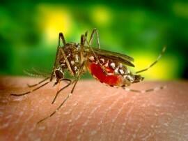 21 Countries Could Be Malaria Free By 2020 Who खुशखबरी! वर्ष 2020 तक 21 देश हो सकते हैं मलेरिया मुक्त : WHO