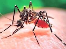 कनाडा में यौन संचरित पहले जीका वायरस मामले की पुष्टि!