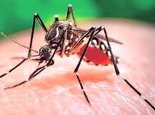 यौन संबंधों से जीका के पहले मामले की हुई पुष्टि!