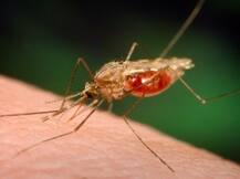 मलेरिया का खतरा टला नहीं, अफ्रीका है सबसे ज्यादा प्रभावित