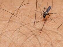 जीका वायरस का संबंध मस्तिष्क की ढेर सारी बीमारियों से