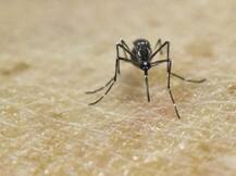 प्यूर्टो रिको में जीका से मौत का पहला मामला