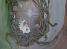 यूपी के एक घर से निकले 150 से ज़्यादा सांप!