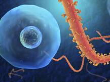 OMG: 9 महीने बाद भी वीर्य में रह सकता है इबोला वायरस!