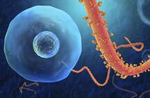 खुशखबरी ! अब इबोला वायरस से लड़ना होगा आसान, आ गई है नई वैक्सीन