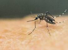 फ्लोरिडा में जीका वायरस के 4 नए मामलों की पहचान