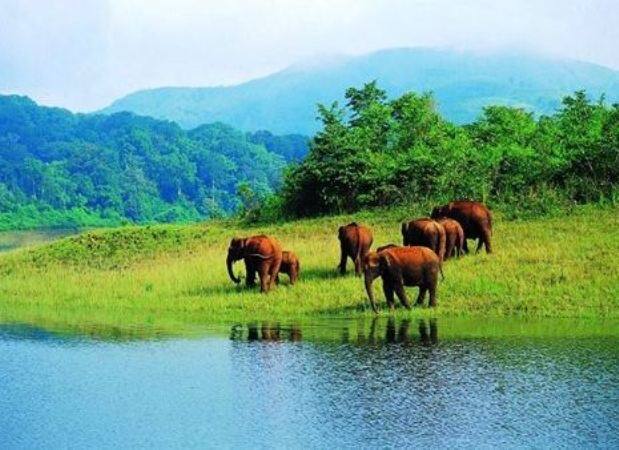 अगर आपको जानवर पसंद हैं तो 'वायनाड' आपको और भी पसंद आएगा.