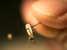 अमेरिका में हो रही है जीका वायरस की जांच!
