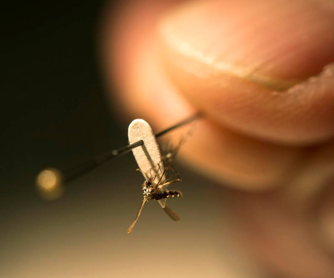 दिल्ली में बढ़ रही है मच्छरों की संख्या, साउथ दिल्ली में छह गुना मच्छर बढ़े Mosquito density six times above normal in South Delhi दिल्ली में बढ़ रही है मच्छरों की संख्या, साउथ दिल्ली में छह गुना मच्छर बढ़े