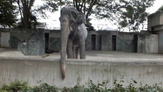उन्होंने कहा कि हाथी को उठाने का प्रयास किया गया, लेकिन वह नहीं उठा. इसके बाद चिड़ियाघर ने उसकी मौत की पुष्टि कर दी.
