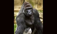 गुरिल्ले की मौत को लेकर दुनियाभर में रोष!