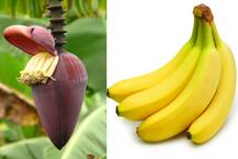 केला ही नहीं \'केले का फूल\' खाना भी है फायदेमंद! 