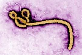 खुशखबरी! अब बिल्कुल खत्म हो जाएगा इबोला Guinea Finally Declared Free Of Ebola Who खुशखबरी! अब बिल्कुल खत्म हो जाएगा इबोला