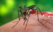 कहीं ये बुखार जीका के कारण तो नहीं...!