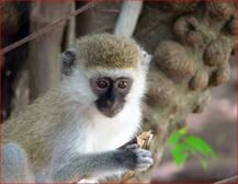 जानें कैसे एक बंदर ने कर दी पूरे देश की बत्ती गुल?