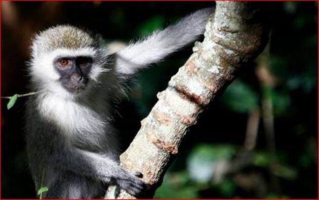 इसके कारण ट्रांसफार्मर खराब हो गया और संयंत्र से होनेवाली 180 मेगावॉट की बिजली आपूर्ति रुक गई और पूरे देश में चार घंटों तक अंधेरा छा गया.

( सभी तस्वीरें प्रतीकात्मक हैं )  
