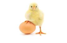 पहले अंडा या मुर्गी? झगड़ा निपटा नहीं, लेकिन कुदरत को चैलेंज करता जन्मा चूजा!