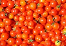 बारिश की वजह से बढ़ा टमाटर का भाव, दिल्ली-एनसीआर में 100 रुपये किलो पहुंची कीमत