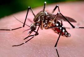 OMG! स्पेन में जीका के कारण भ्रूण में विकृति के पहले मामले की पुष्टि! Spain Gets First Case Of Zika Related Brain Defect In A Fetus OMG! स्पेन में जीका के कारण भ्रूण में विकृति के पहले मामले की पुष्टि!