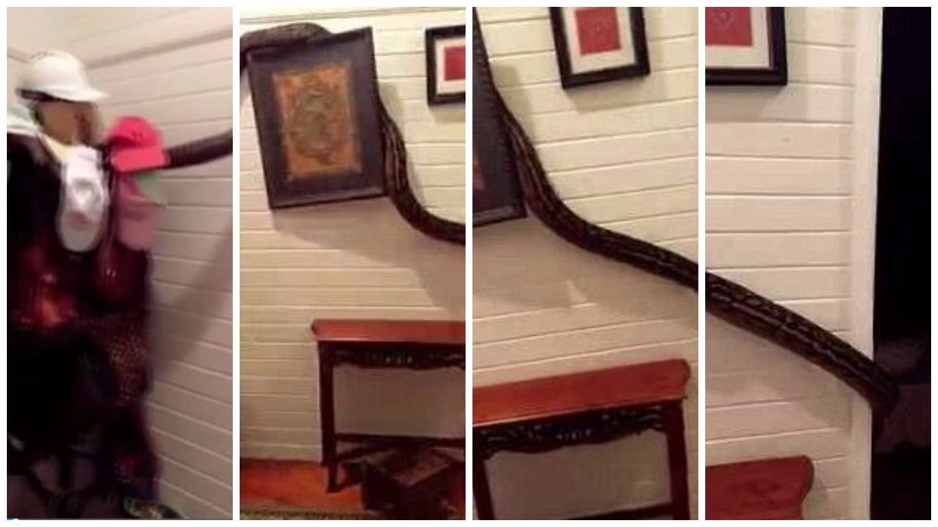 IN PICS: महिला ने सुबह उठकर देखा तो बेडरूम में मिला 5 मीटर लंबा अजगर