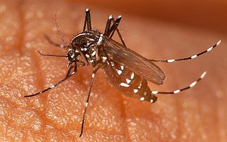 Malaria Discovery Suggests Carbohydrates Key To Effective Vaccine कार्बोहाइड्रेट मलेरिया वैक्सीन को बना सकता है ज्यादा प्रभावी!